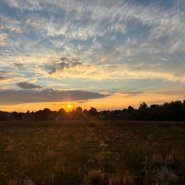 Bruxelles : moratoire sur l’urbanisation et l’imperméabilisation des sites et terrains non bâtis de plus de 5.000m2 - Anna Saccomano, "Les Dames blanches", 2025