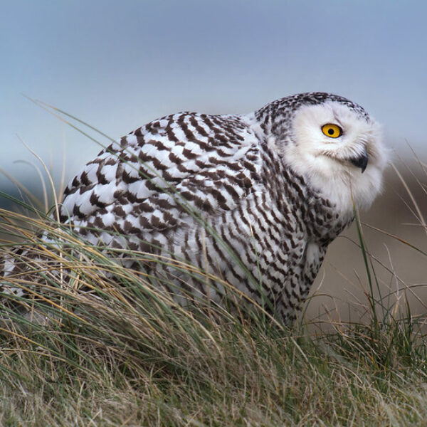 Natura 2000: het HvJ-EU geeft verduidelijkingen betreffende de compenserende maatregelen - Frank VASSEN 2014