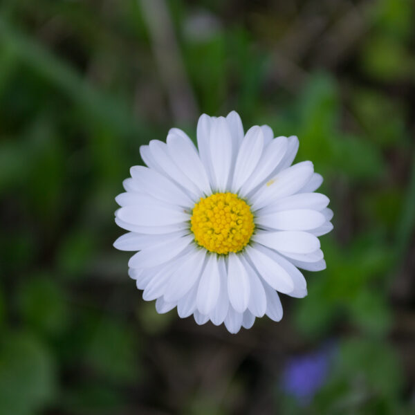 Modifications de la Loi sur la conservation de la nature et du Code de l’environnement en Wallonie - Marcu Ioachim - CC PDM 1 0