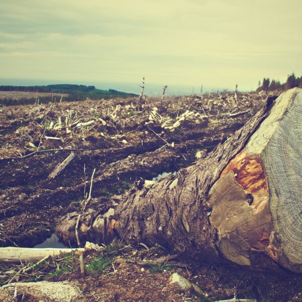 Un nouveau règlement européen pour lutter contre la déforestation - copyright  PIXABAY_PICOGRAPHY_2014