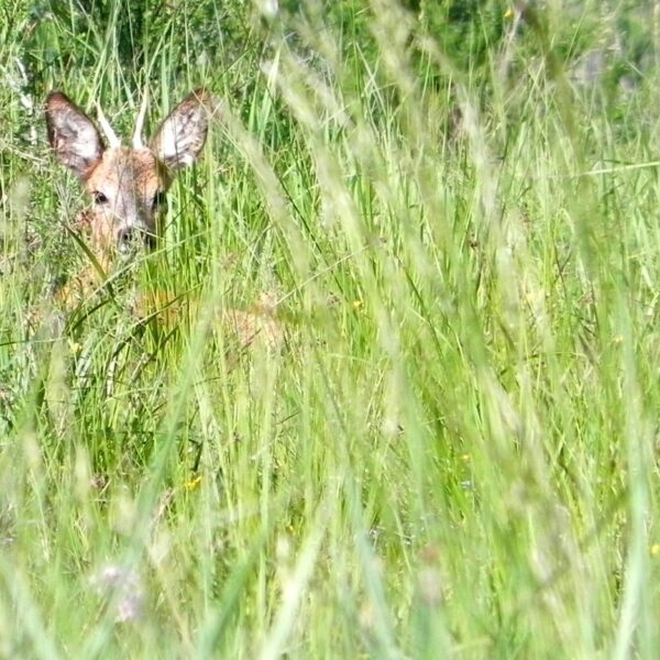 Those who want to hunt in Flanders better think twice - Busy sylvain - Cc By 2.0