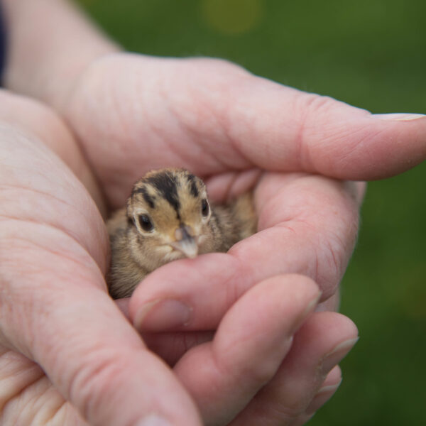 La biodiversité : un droit humain - Deargdoom57  - cc by 2.0