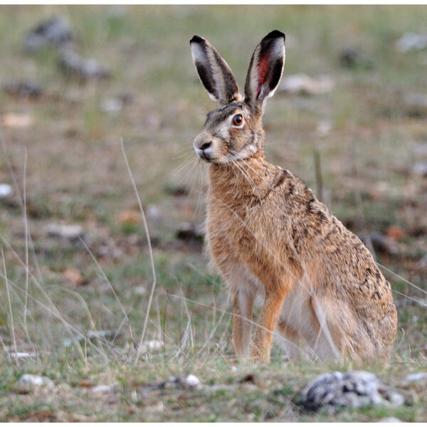 Des britanniques ont été jugés coupables de chasser illégallement des lièvres flamands - Brown Hare - CC by 2.0