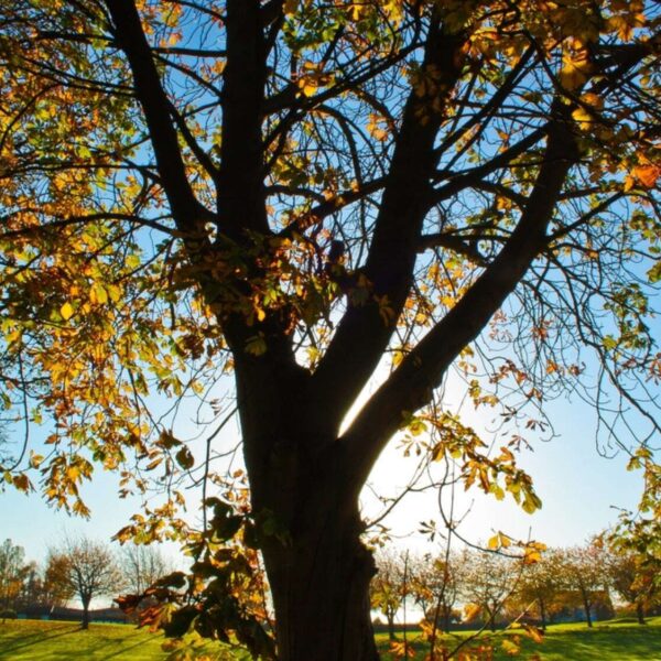 Violation du droit de participation du citoyen sanctionnée par la Cour Constitutionnelle en matière de conservation de la nature - ChrisA1995 - CC by 2.0