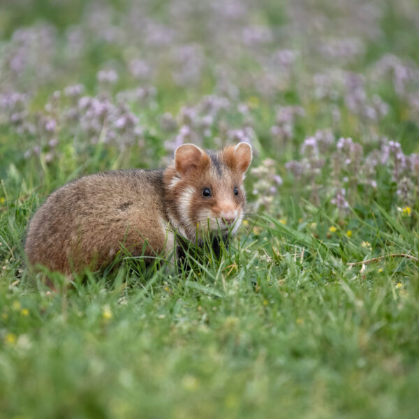 La Flandre condamnée pour manquement à son obligation de conservation et de restauration d’une espèce animale protégée - © Erni / Adobe Stock 2025